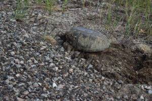 Snapper laying eggs 3