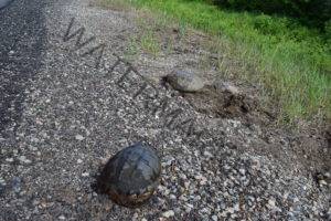 Snapper laying eggs 4